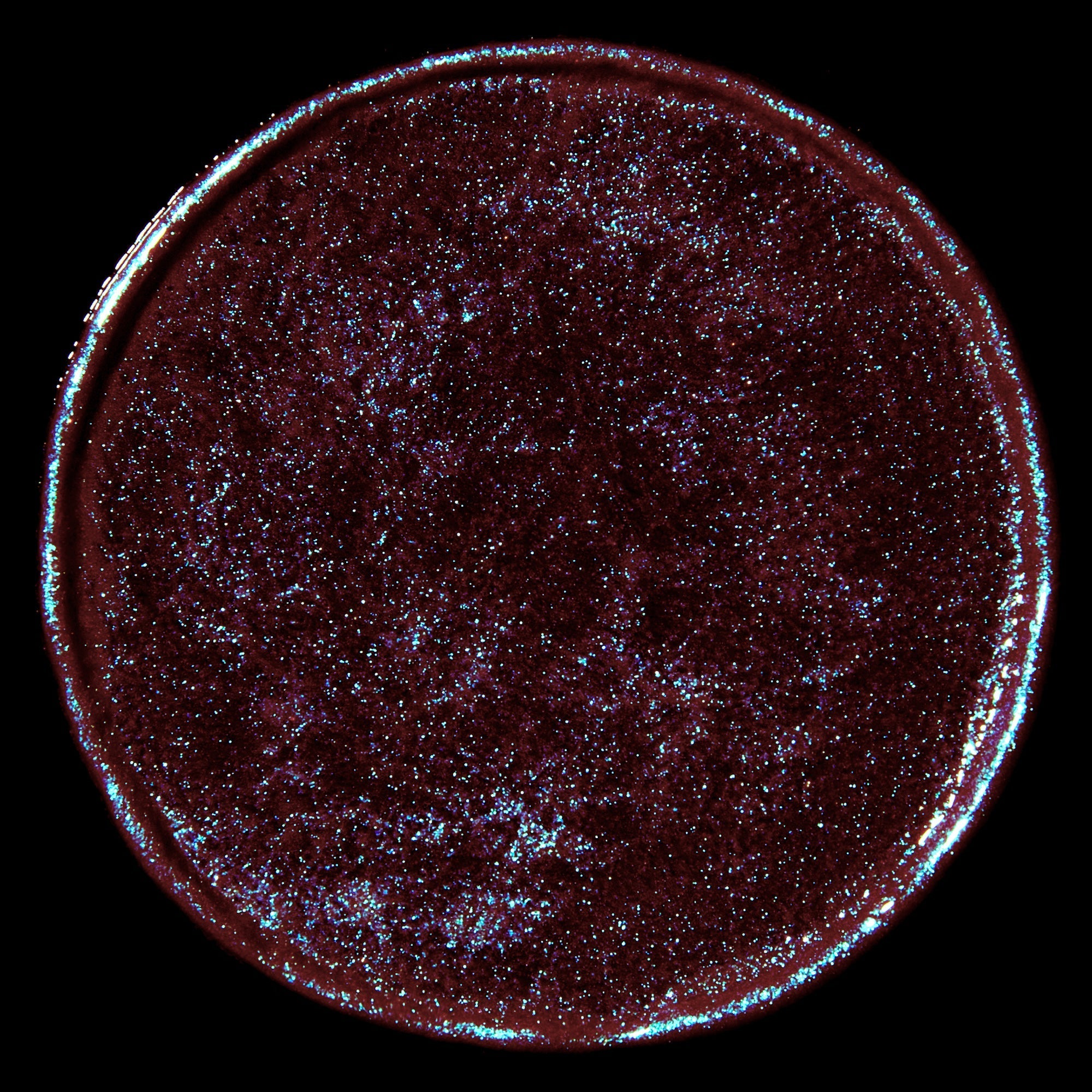 Color Set: Vela + Cygnus | Celestial Sphere Gelée Eye Gloss - Rituel de Fille
